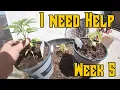 Week 5 Cannabis Grow with Me North Atlantic Seed Co Review