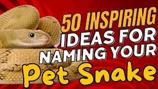50 Inspiring Ideas For Naming Your Pet Snake