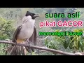 Lagu 100% suara panggilan pikat kutilang gacor ampuh buat masteran