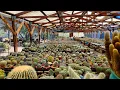 B B CACTUS FARM Lessons from a succulent nursery at the gates of Saguaro National Park