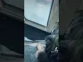 doggie door training ROVER DISC CODE AuntieMarty0120 - updated code on page
