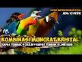 Download Lagu MASTERAN TEMBAKAN KRISTAL || KAPAS TEMBAK LOVEBIRD CILILIN TENGKEK BUTO