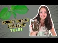 Download Lagu Tulsi (Holy Basil) Changed My Mind — And My Life
