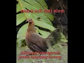 Download Lagu Pikat suara ayam betina birahi...di jamin 1000% si jantan langsung datang