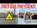 Download Lagu London Thames was DEAD - now it's full of SEALS