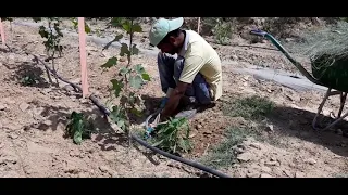 ازالة الاعشاب الضارة حول شجرة العنب 