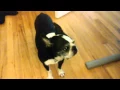 Dog Listens To Riff Raff REACTION