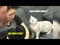 Download Lagu Lucu \u0026 Menggemaskan! Reaksi Kucing Melihat Majikannya Menangis Karena Putus Cinta