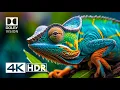 4K HDR Video ULTRA HD 120 FPS - Dolby Vision