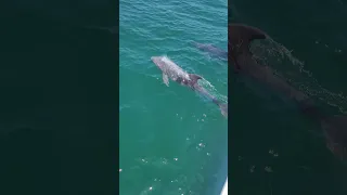 🐬⛵️ Dog LOVES Watching Trinidad’s WILD DOLPHINS #trinidad  #travelvlog #caribbean