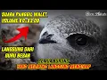 Lagu SP | SUARA PANGGIL WALET langsung Dari GURU BESAR | Link Dideskripsi