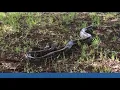 One snake hunter caught 96 pythons and won big
