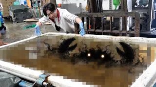 数年前まで“厄介者”だったカニ、今こうなってます。