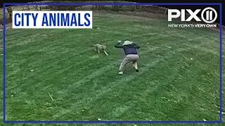 Coyote attacks woman and dog prompting warning to residents