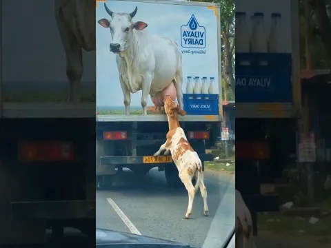 “Even Animals Feel the Pain of Losing Their Mother 🥺❤️”#Shorts #Emotional #MotherLove #AnimalLove