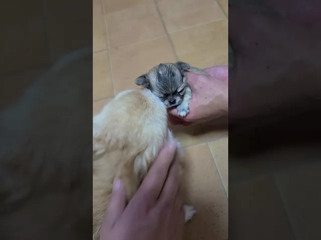 動画