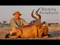 Download Lagu Red Hartebeest Hunt with White Lion Safaris 2021