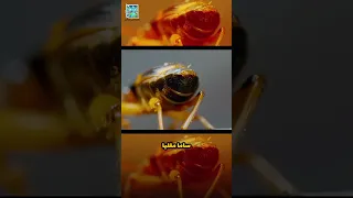 الخنفساء التي تطلق النار من مؤخرتها 