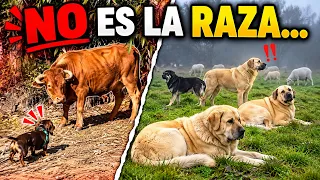 ¿Qué tiene que ver un perro SALCHICHA con un MASTÍN? ⚠️