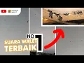 Download Lagu SUARA WALET YANG BAGUS ITU SEPERTI INI | SUARA BURUNG WALET TERBAIK 2022