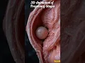Download Lagu How a Baby Grows Inside the Womb | 3D Animation of Pregnancy Stages