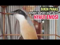 Download Lagu toet toet suara cendet gacor Di PAGI HARI sangat efektif buat Pancingan cendet diam agar cpt bunyi