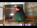 Masteran Burung Tegkek Buto || Jeda gemercik air || Terbukti Ampuh