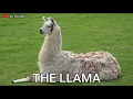 Download Lagu LLAMA suara Lama