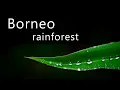 Calm rain in the rainforest - Sounds of Borneo