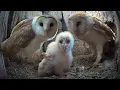Barn Owls Struggle to Raise Autumn Owlets Gylfie Dryer Full Story Robert E Fuller