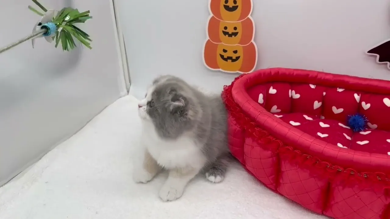 動画