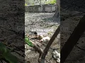 En gariban 2 kanatlı. 🌹 Gül ibik ve Akkız.