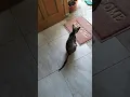Download Lagu Kucing Tersantuy, Tidak Takut Suara Anjing Menakutkan#shorts