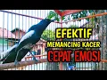 Download Lagu EFEKTIF MEMANCING KACER CEPAT EMOSI GACOR ON !! PANCINGAN KACER GACOR PASTI NYAUT AMPUH.