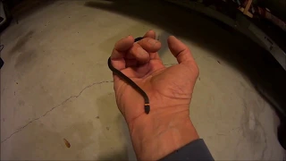 Southern Ringneck Snake Adult Sony Action Camera