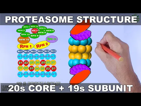 Molecular Structure of Proteasome