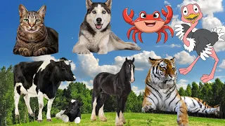 Download suara binatang: kucing, anjing, burung unta, sapu, kuda, harimau.. MP3