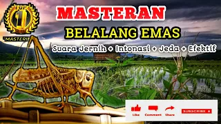 belalang emas suara kristal dan jernih untuk masteran burung lombaa masteran mewah 2022