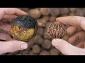 How to gather and clean THOUSANDS of black walnuts fast and easy