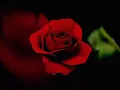 Blooming rose animations