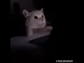Download Lagu That's Why I Love Nestle Crunch Cat Meme
