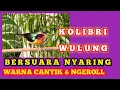 Lagu SUARA BURUNG KOLIBRI WULUNG GACOR, UNTUK PIKAT \u0026 MASTERAN #kolibriwulung #kolibriwulunggacor