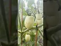 Download Lagu Weird deformed tomato #garden #tomato #summer #weird
