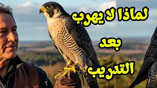 لماذا لا يهرب صقر الشاهين بعد تدريبه ويعود دائمًا إلى صاحبه؟ السر المدهش وراء وفاء الصقور دندنها