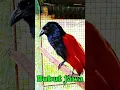 Download Lagu Suara Burung bubut jawa memanggil rekan-rekan nya