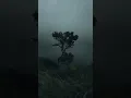 Download Lagu Scary Storm Sound Effect 😱 Power of Wind😱 🌪️ Rainy Weather ☺️ Scary Sound of Wind😟 #nature #sound