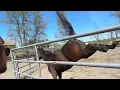 Download Lagu 2 steps to calm a high energy horse
