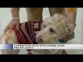 Charlottesville-Albemarle SPCA sees increase in adoptions during the holidays