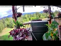 Eustis Deer Cam - Porch View