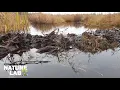 Nature Lab Intro to Marshes
